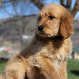 Purple girl - Cream Goldendoodle puppy in Riggins, Idaho from Deep Canyon Puppies
