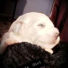 1 of 8 available males - White male Great Pyrenees puppy in Yucaipa, California from Rusty Horse Ranch Great Pyrenees