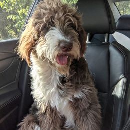 Aussiedoodle All Grown Up from Sand Hill Aussies and Doodles