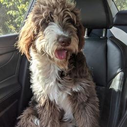 Aussiedoodle All Grown Up from Sand Hill Aussies and Doodles