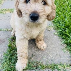 Australian Mountain Doodle, Bernedoodle, and Goldendoodle Puppies from Wynterwood Doodles