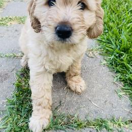 Australian Mountain Doodle, Bernedoodle, and Goldendoodle Puppies from Wynterwood Doodles