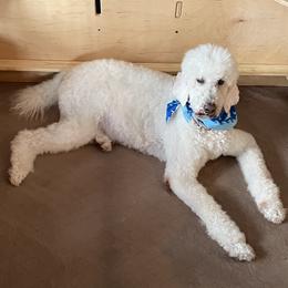 allie  - Poodle