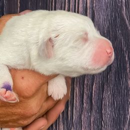 Purple Girl - White female Great Pyrenees puppy in Elfrida, Arizona from Outlaw Acres Farm & Kennels
