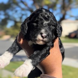 Holy Night - Black female Poodle puppy in Corona, California from Garden Of Poodles
