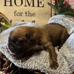 Slugger - Fawn male Boxer puppy in Lago Vista, Texas from Love and Loyalty Boxers