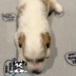 Red parti - Parti male Miniature Schnauzer puppy in Kaufman, Texas from KK’s Krazy Kennels