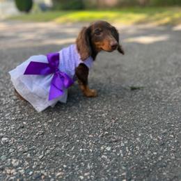 Lilly - Chocolate and tan female Dachshund puppy in Boston, Massachusetts from London’s puppies