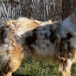 Australian Shepherds from W Heart Bar Aussies