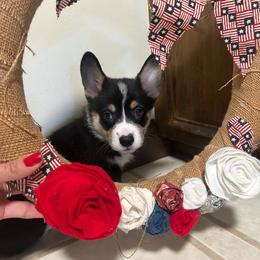 Boy 5 - Black and tan male Pembroke Welsh Corgi puppy in Greenwood, South Carolina from JOY Farms