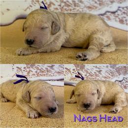 Nags Head - Cream female Poodle puppy in Swansboro, North Carolina from Monarch Standard Poodles