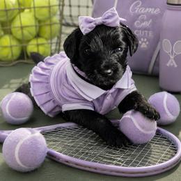 Lavendar collar - Black female Goldendoodle puppy in Aurora, Illinois from Chicago Goldendoodles