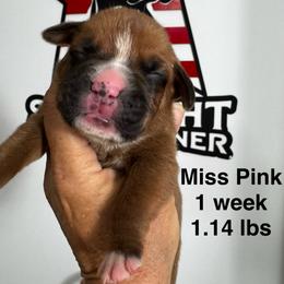 Miss Pink - Fawn female Boxer puppy in Palm Coast, Florida from Starlight Boxer Corner