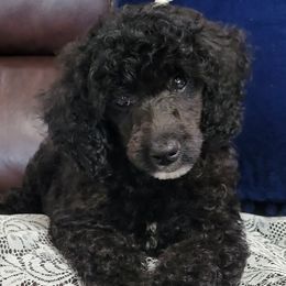 Aussiedoodles, Cavapoos, and Poodles from B&M Cottonwood Canines