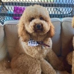 Goldendoodles from Tatyanna’s Doodles