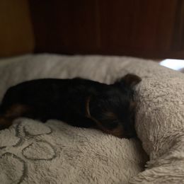 Yorkshire Terrier Puppies from Rose Puppies
