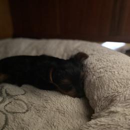 Yorkshire Terrier Puppies from Rose Puppies