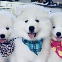 Samoyeds from Shirokuma Samoyeds