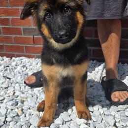 Sally - Black and red female German Shepherd puppy in Ocala, Florida from Guardian Shepherds