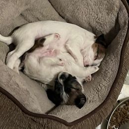 Russell Terrier Puppies from Hawk’s Nest Kennels