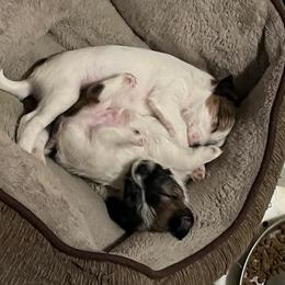 Russell Terrier Puppies from Hawk’s Nest Kennels