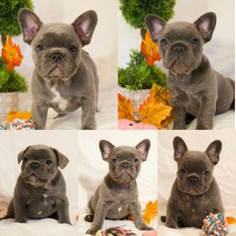 French Bulldog puppies from 609 Frenchies