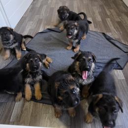 German Shepherd Puppies from Iron Crest Shepherds