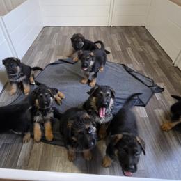 German Shepherd Puppies from Iron Crest Shepherds