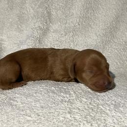 Franky - Red male Dachshund puppy in Mocksville, North Carolina from The Dachs of Hazzard Dachshunds
