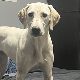 Dalmatians from Kasens Dalmatians