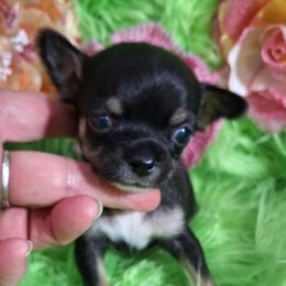 AKC Ella - Black and tan female Chihuahua puppy in Emory, Texas from Mel's Wags & Kisses