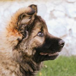 German Shepherds and Golden Retrievers from Sweet Breeze Acres