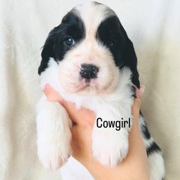 Cowgirl - Black and white female English Springer Spaniel puppy in Casa Grande, Arizona from The Spaniel Garden