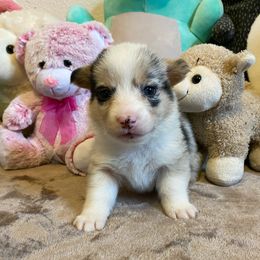 American Corgi and Pembroke Welsh Corgi Puppies from Swezey Pembroke Welsh Corgis