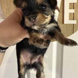 Merry tiny toy - Tri-color female Yorkipoo puppy in Fredericktown, Missouri from Doodle Pups Fur-Ever