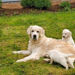 Bella - Golden Retriever