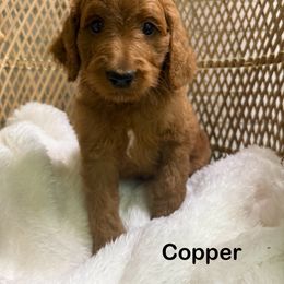 Copper - Red  male Goldendoodle puppy in Mississippi from Ewing Acres