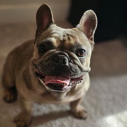 LAYLA - French Bulldog