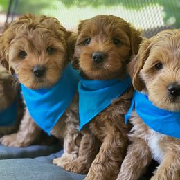Australian Labradoodles from Mountain Park Australian Labradoodles