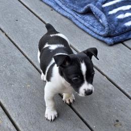 Teddy Roosevelt Terrier Puppies from Cherokeepoint Teddy Roosevelt Terriers