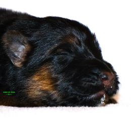 Boy 2 - Black and red male German Shepherd puppy in Alvarado, Texas from King Of Zion German Shepherds