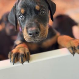 Luna - Black and rust female Doberman Pinscher puppy in Mason, Texas from Hill Country Family Dobermans