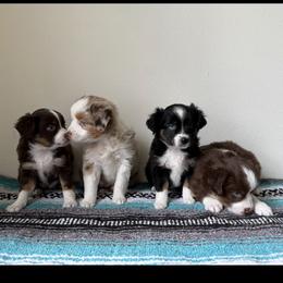 Miniature Australian Shepherd Puppies from Enchanted Oaks mini/toy Aussies