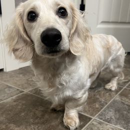 Swayze - Dachshund