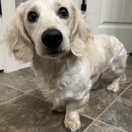 Swayze - Dachshund