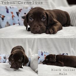 Yukon Cornelius - Chocolate male Labrador Retriever puppy in Boyd, Minnesota from Lindley Labradors
