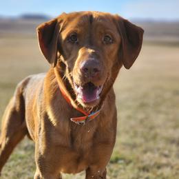 Comet - Labrador Retriever