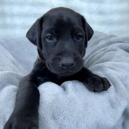 Jet - Black and rust male Doberman Pinscher puppy in Brookfield, Wisconsin from Haus of Hound