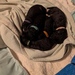 Orange Collar Female - Blue female Bedlington Terrier puppy in Leesburg, Virginia from LAMZ Bedlington Terriers