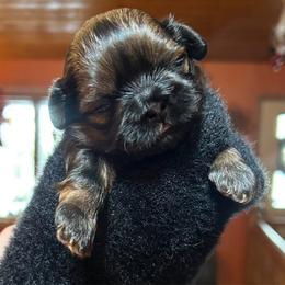 Rosetta - Red female Shih Tzu puppy in Nekoosa, Wisconsin from Brox Acres House of Fur LLC